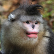 Coach Hugo l'Asticot