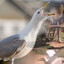 A Rabid Seagull