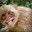 unbentchimp