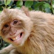 unbentchimp