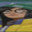 Ari