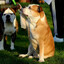 butterdog