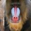 Baboon