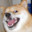 CookieDoge
