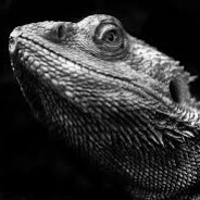 lézard noir - steam id 76561199559491197