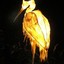 Blackwinged