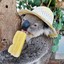Clumsy Koala