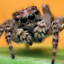 spider