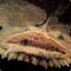 Goosefish555