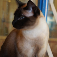 하나 그리고 두개의 감