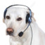 big ol gamin pupper