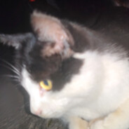 画一个虎虎生风