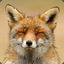 What does the Fox say?