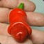 SpicyWang | hellcase.com