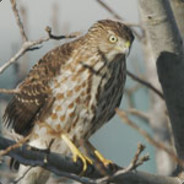 Hawk99eyes