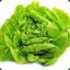 Lechuga