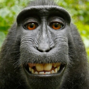 Monke Animal