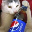 Gato Pepsi