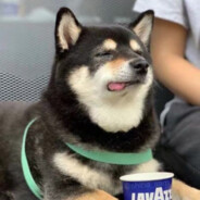 我三岁开始导你射的过我？