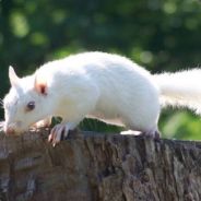 Squirrely's Avatar