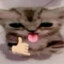 wvwink