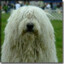 Barát a Komondor