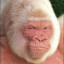 Albino Gorilla