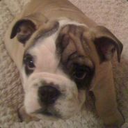 impek - steam id 76561198046210019