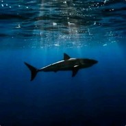 牵着迷妹去遛弯