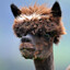 Alpaca's avatar