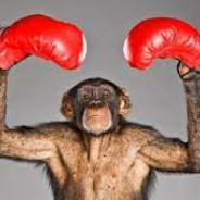 Chimp The Champ