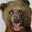 Cracked Bear