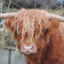 highland cow