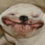 DowniDog