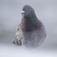 Domestic Pigeon