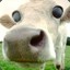 The Scary Cow