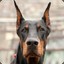 Dobermann