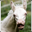 Albino Donkey