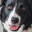 Doggy_Boy -
