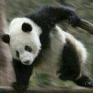 熊人族无所畏惧