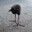 pukeko avatar