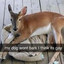 yiffmaster621