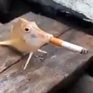 Mollusk avatar