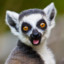 Lemur