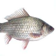 карась ультрамен