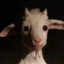 funny goat