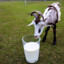 goatsdrinkmilk