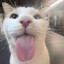 MEOW #FaZe