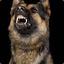 Mr german shepherd