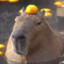 CAPYBARA